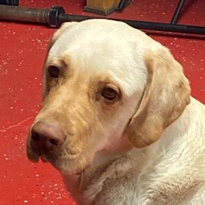 Meet your Posher, Isaac